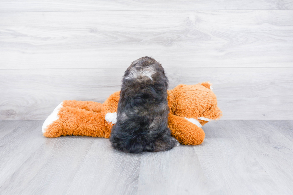 Happy Cockapoo Baby