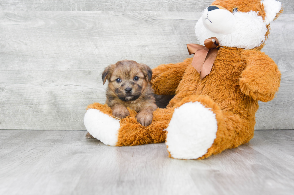 Small Shorkie Baby