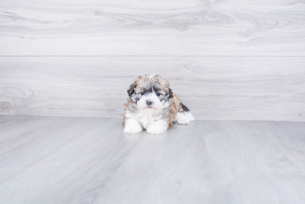 Fluffy Teddy Bear Designer Pup