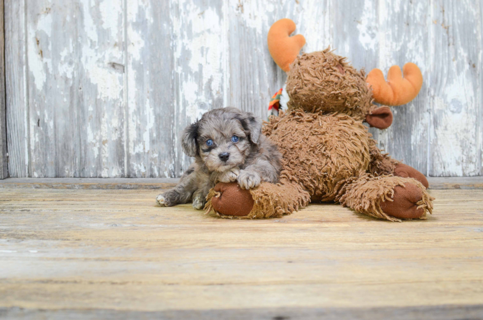 Best Mini Aussiedoodle Baby