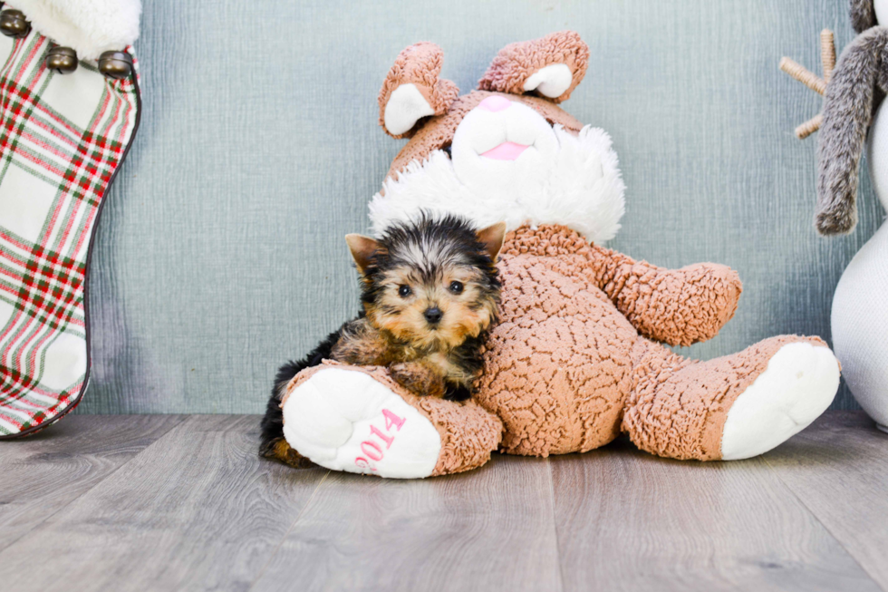 Meet Goldie - our Yorkshire Terrier Puppy Photo 