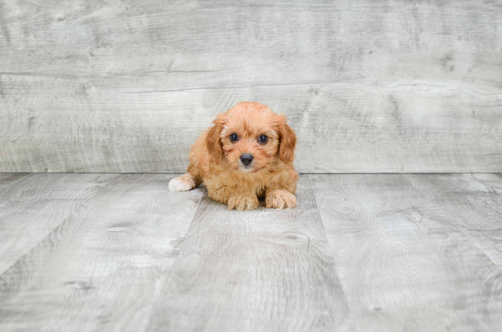 Cavapoo Pup Being Cute