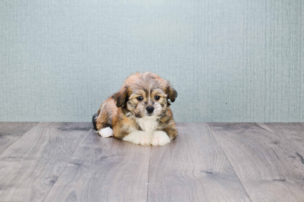 Playful Havanese Baby