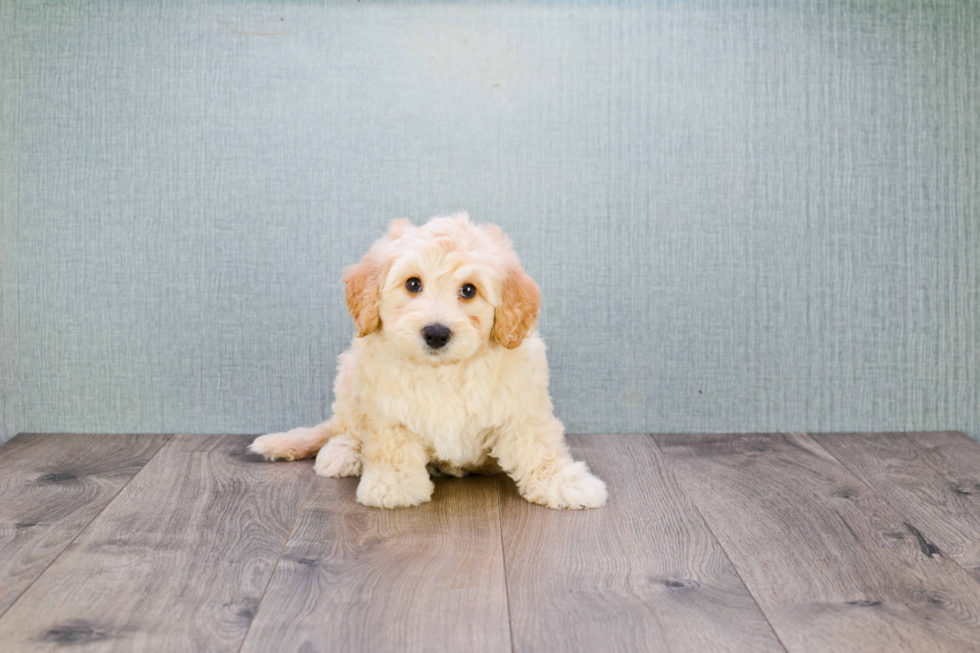 Cute Mini Goldendoodle Baby