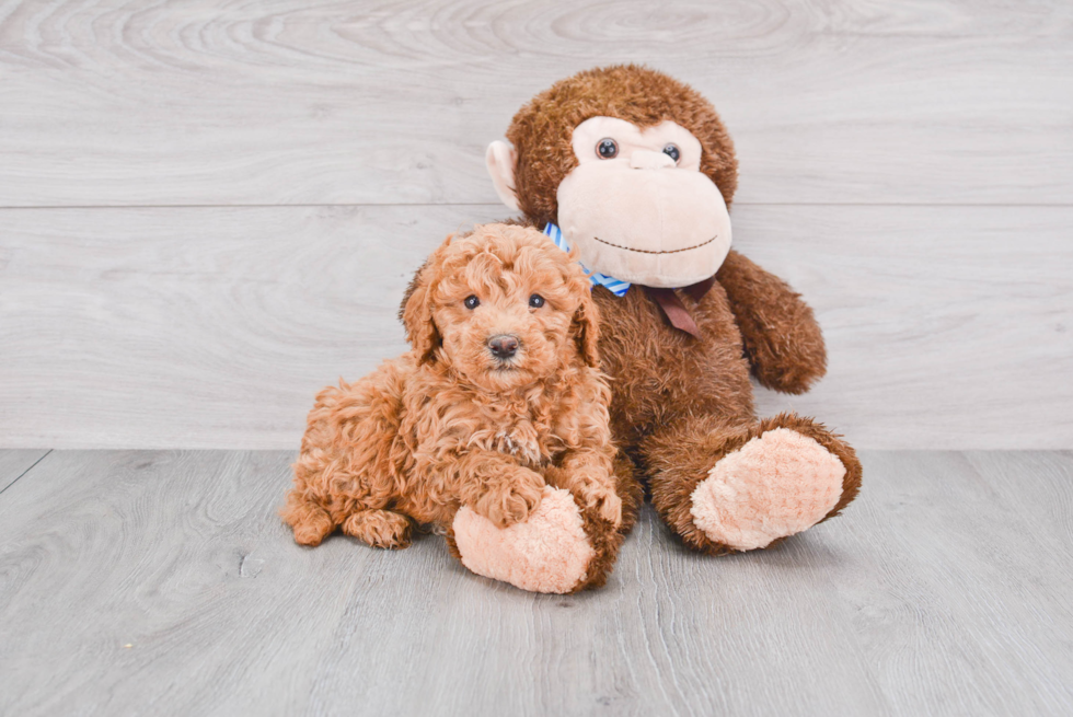 Playful Golden Retriever Poodle Mix Puppy