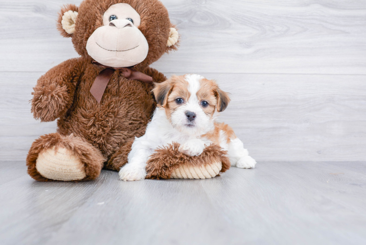 Little Shichon Designer Puppy