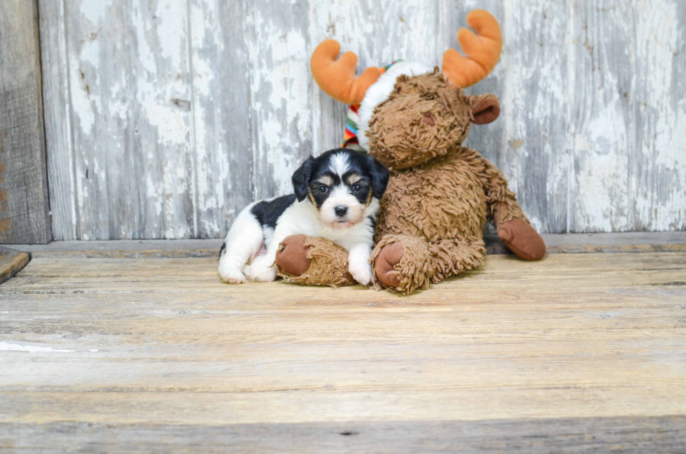 Friendly Cavachon Baby