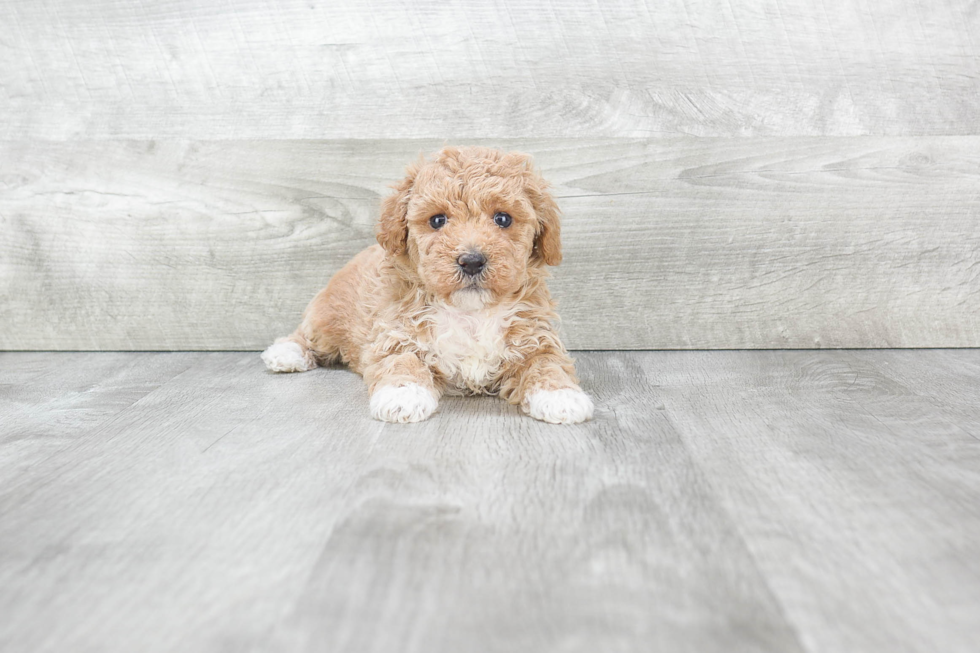 Maltipoo Pup Being Cute