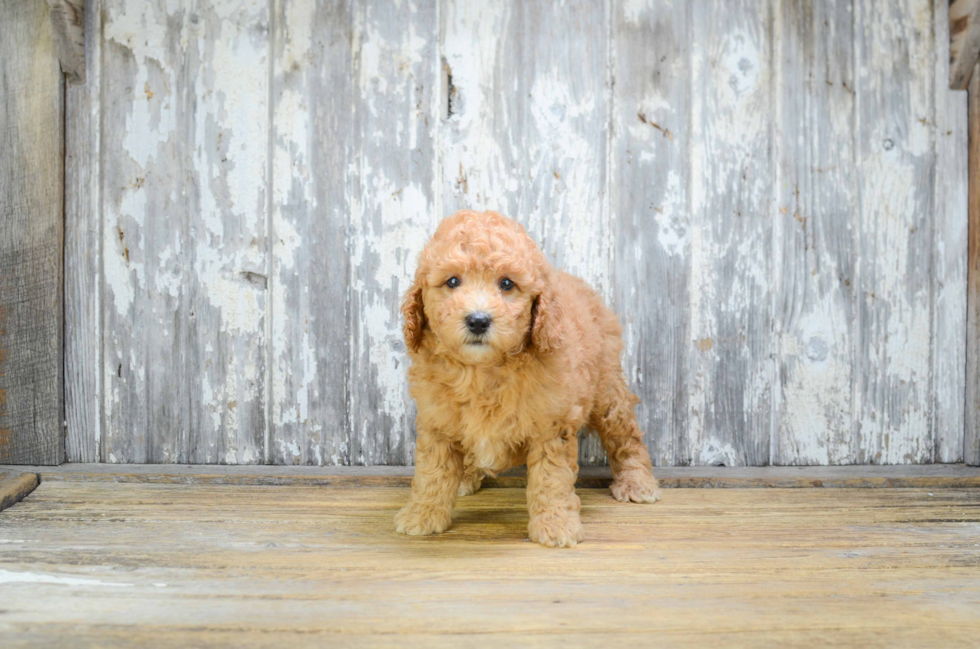 Happy Mini Goldendoodle Baby