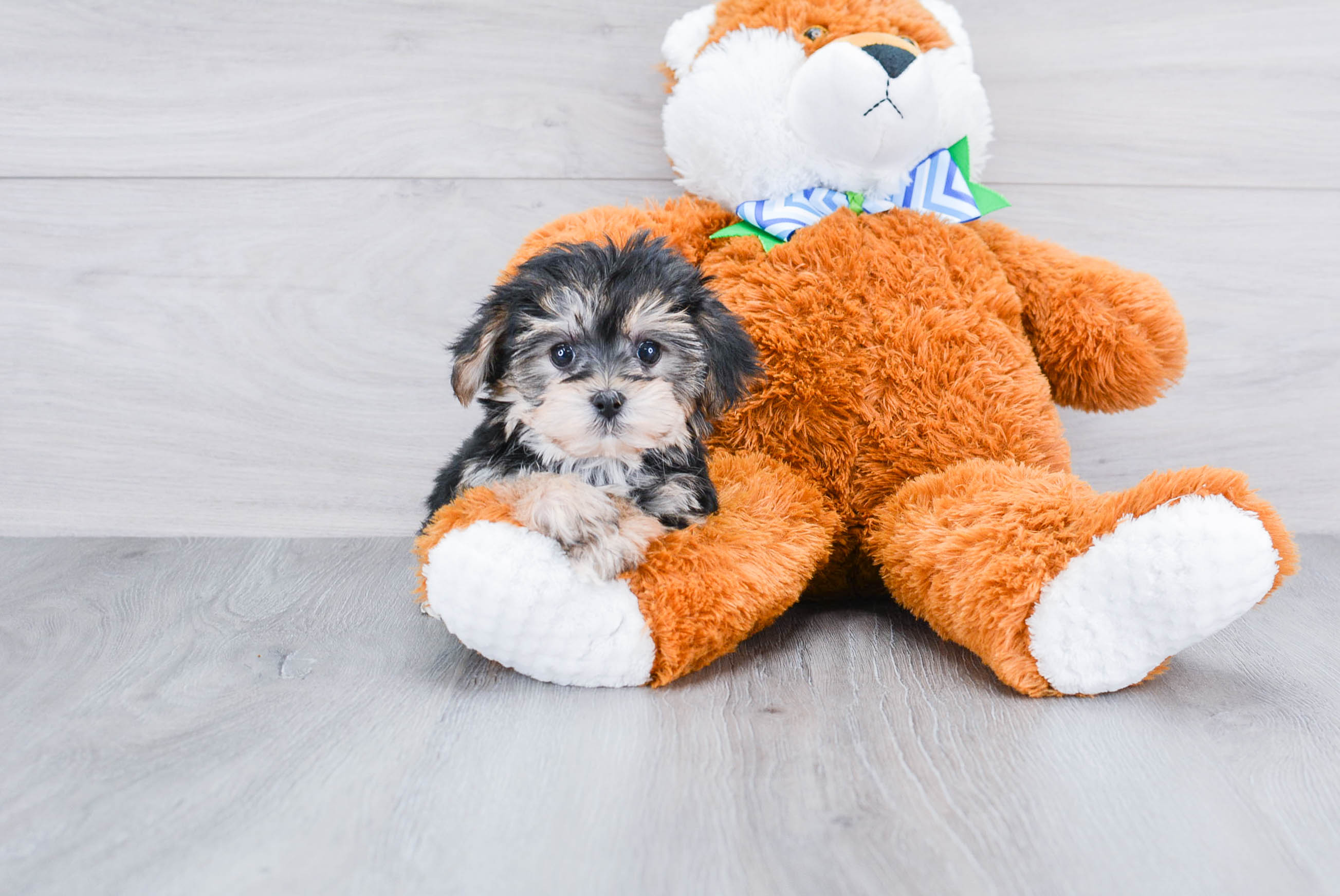 Morkie Puppy for Adoption
