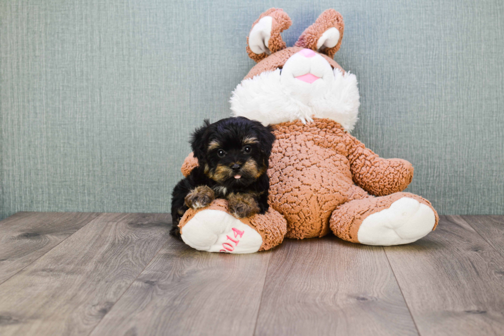 Yorkie Poo Puppy for Adoption