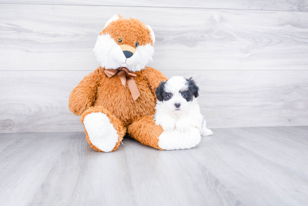 Popular Teddy Bear Designer Pup