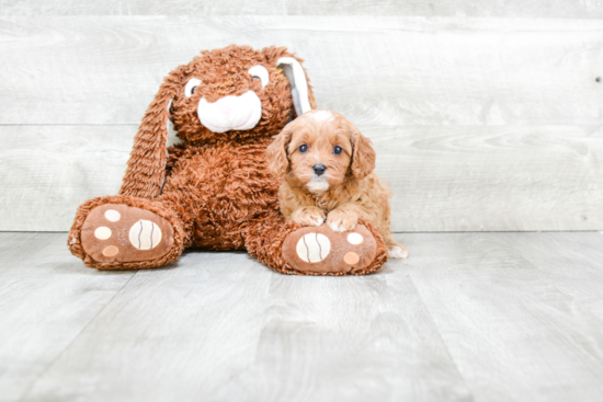 Adorable Cavoodle Poodle Mix Puppy