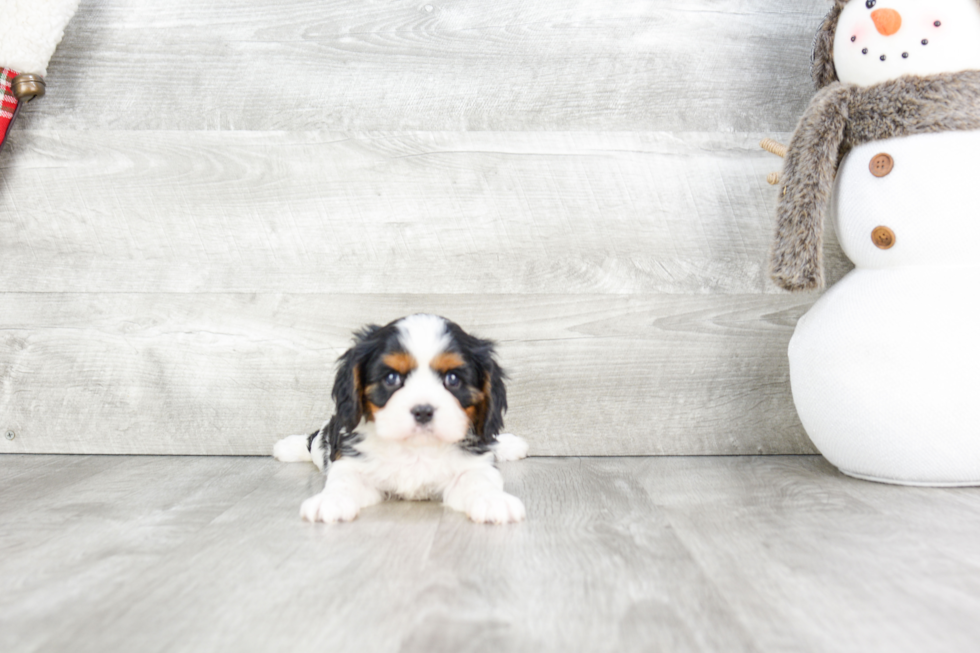 Akc Registered Cavalier King Charles Spaniel Baby