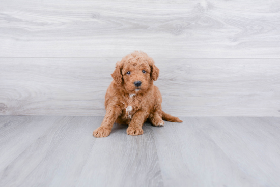 Little Golden Retriever Poodle Mix Puppy