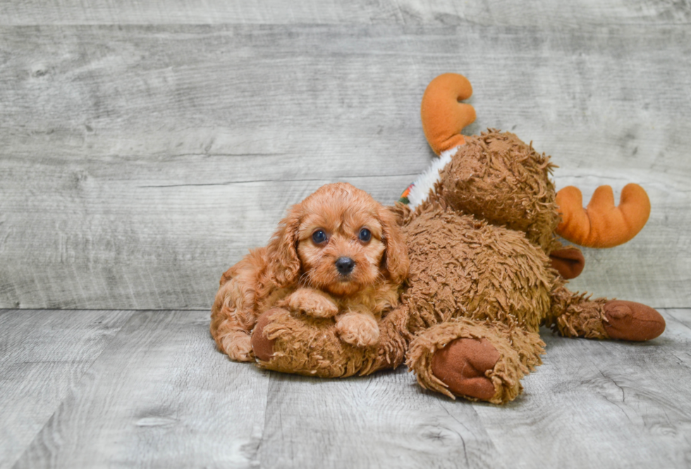 Adorable Cavoodle Poodle Mix Puppy