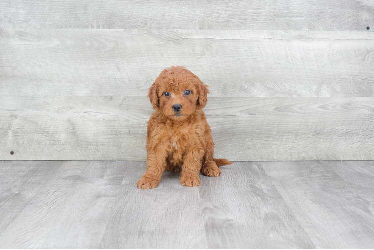 Mini Goldendoodle Puppy for Adoption