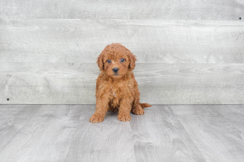 Mini Goldendoodle Puppy for Adoption