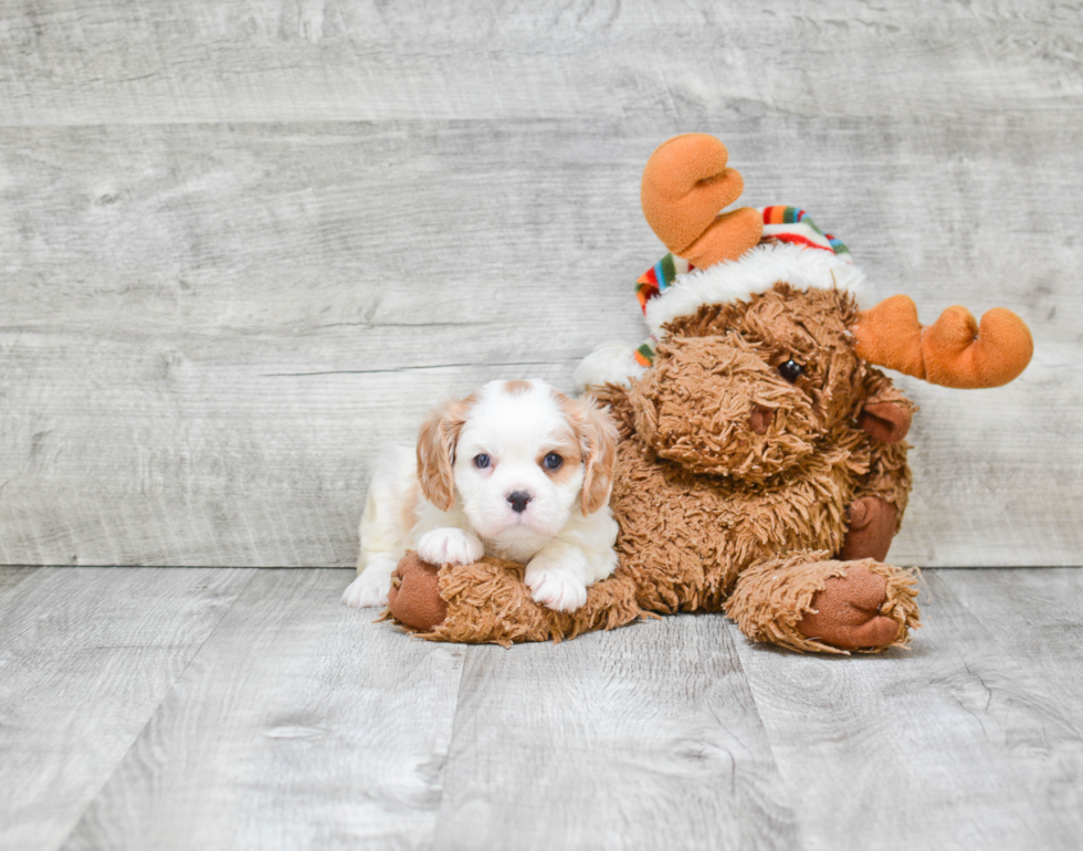 Akc Registered Cavalier King Charles Spaniel Purebred Pup