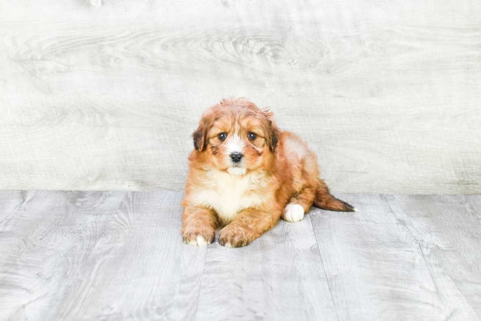 Mini Bernedoodle Puppy for Adoption