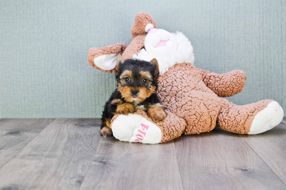 Meet Zoro - our Yorkshire Terrier Puppy Photo 
