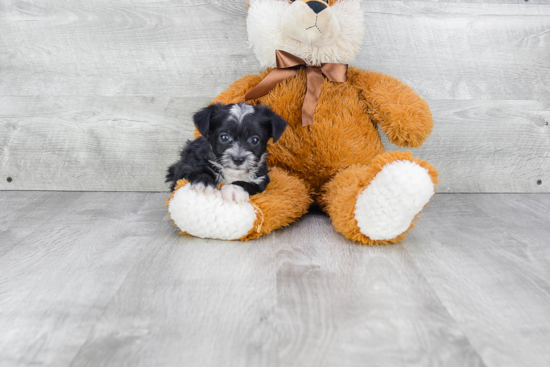 Morkie Pup Being Cute