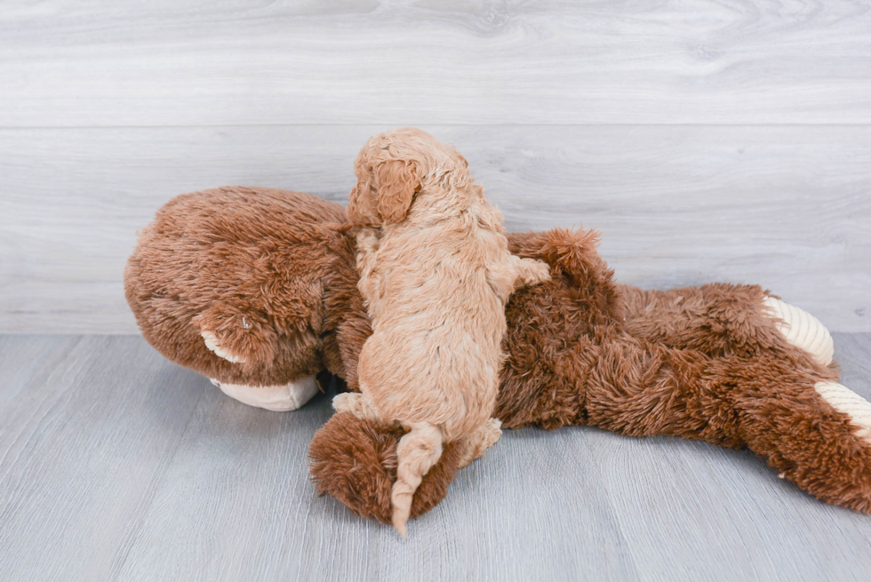 Adorable Cavoodle Poodle Mix Puppy