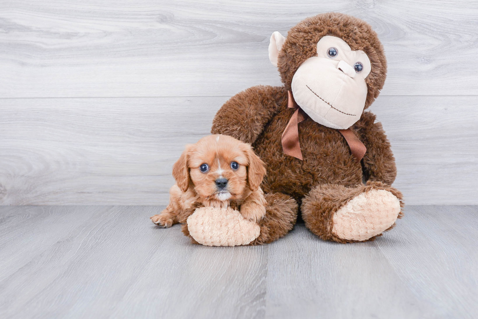 Popular Cavalier King Charles Spaniel Purebred Pup