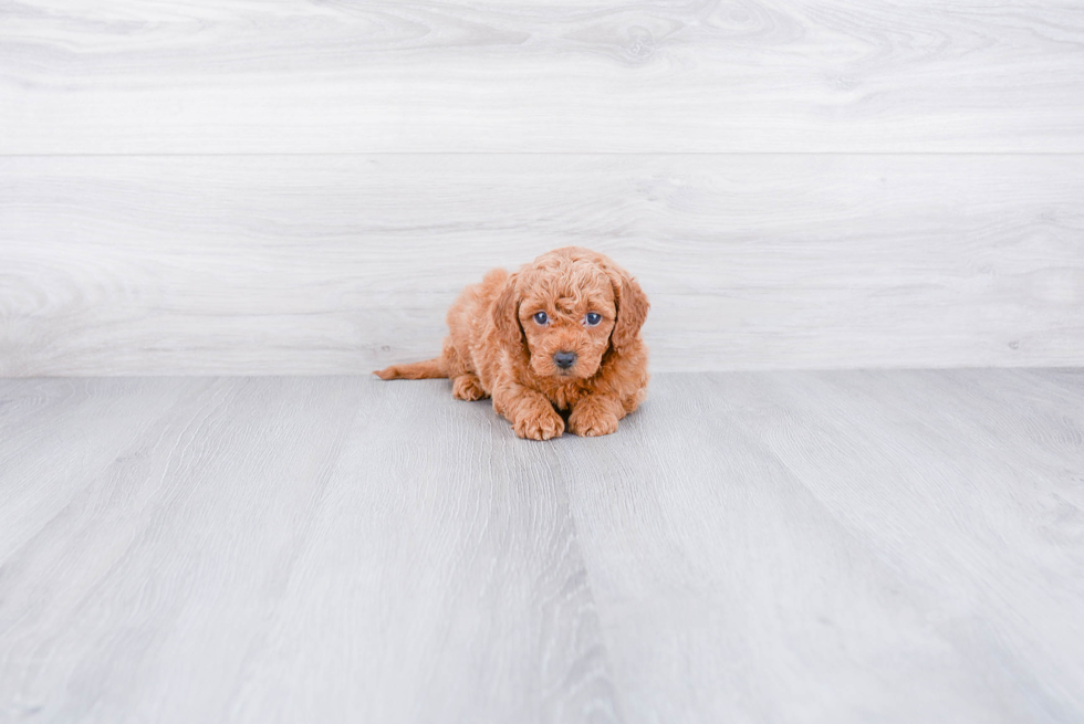 Funny Mini Goldendoodle Poodle Mix Pup