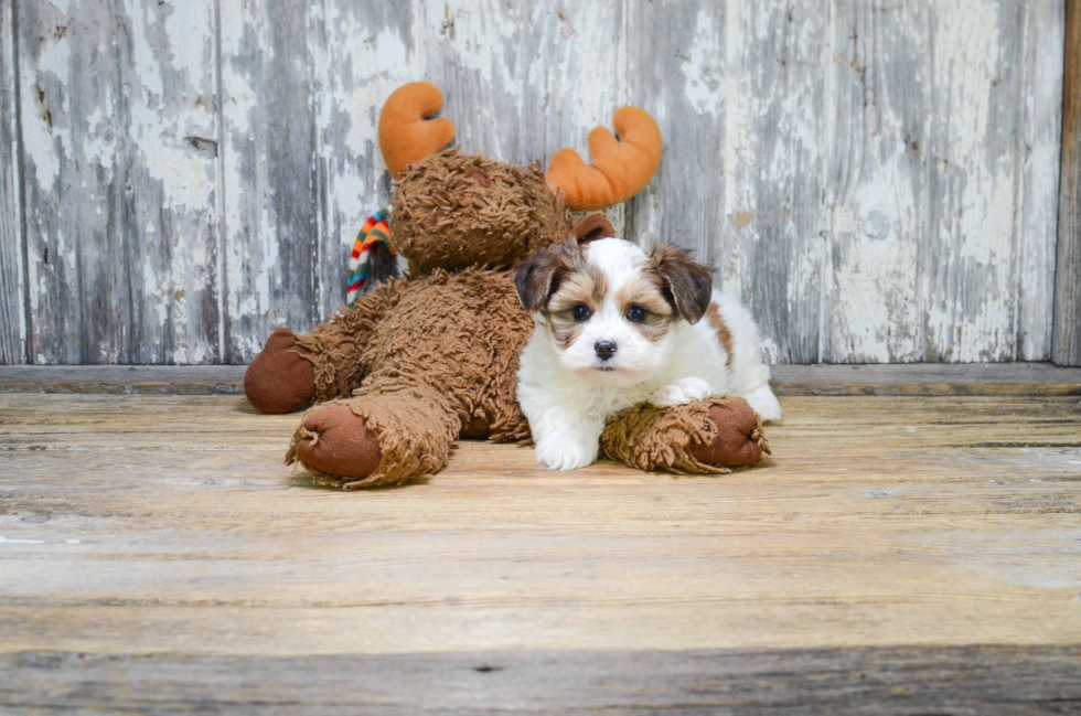 Morkie Puppy for Adoption