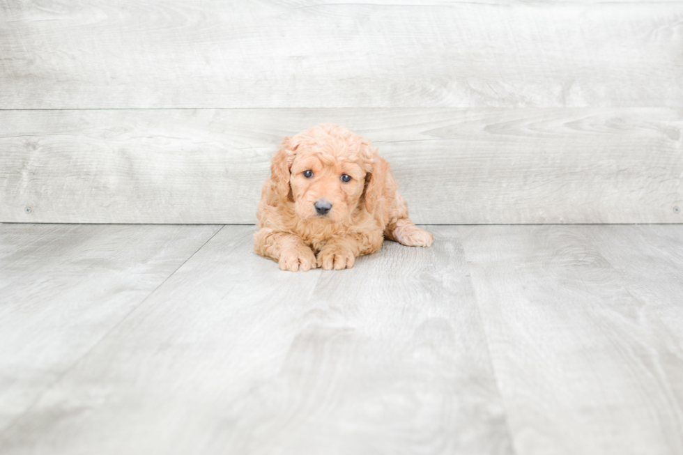 Mini Goldendoodle Pup Being Cute