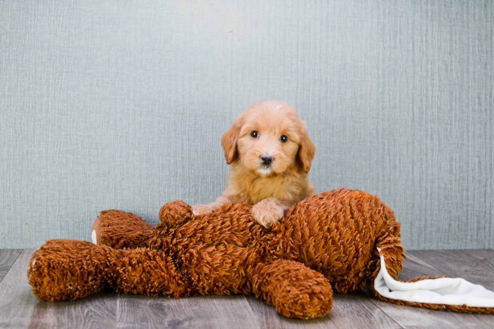 Mini Goldendoodle Puppy for Adoption