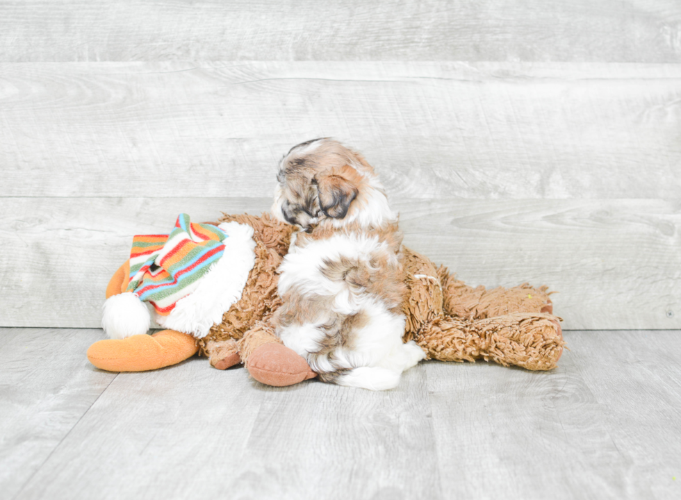 Havanese Puppy for Adoption