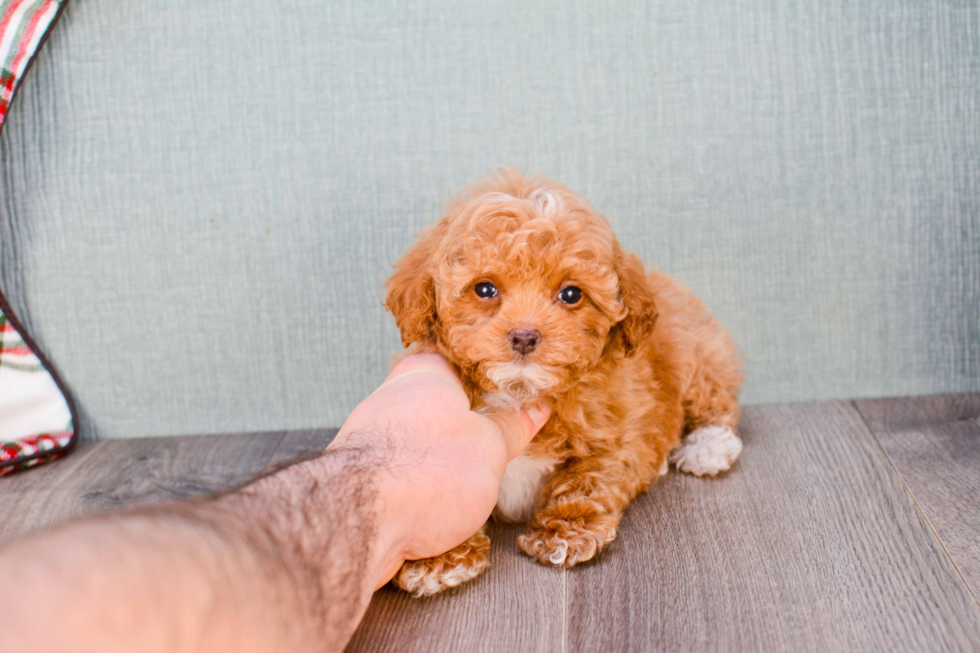 Energetic Pudle Purebred Puppy