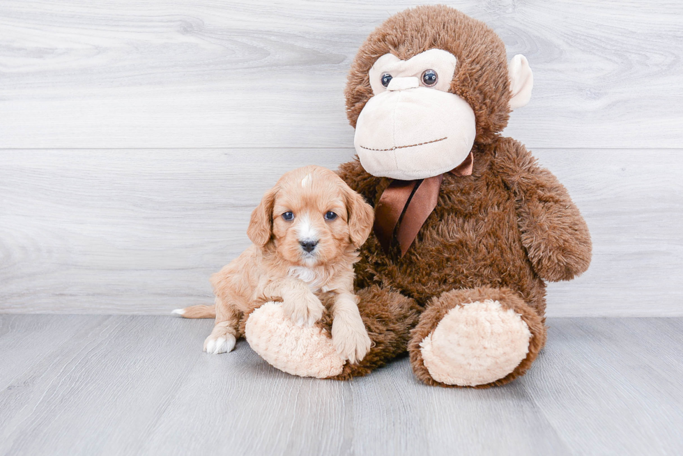 Sweet Cavapoo Baby