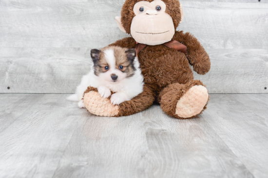 Hypoallergenic Pomeranian Purebred Pup