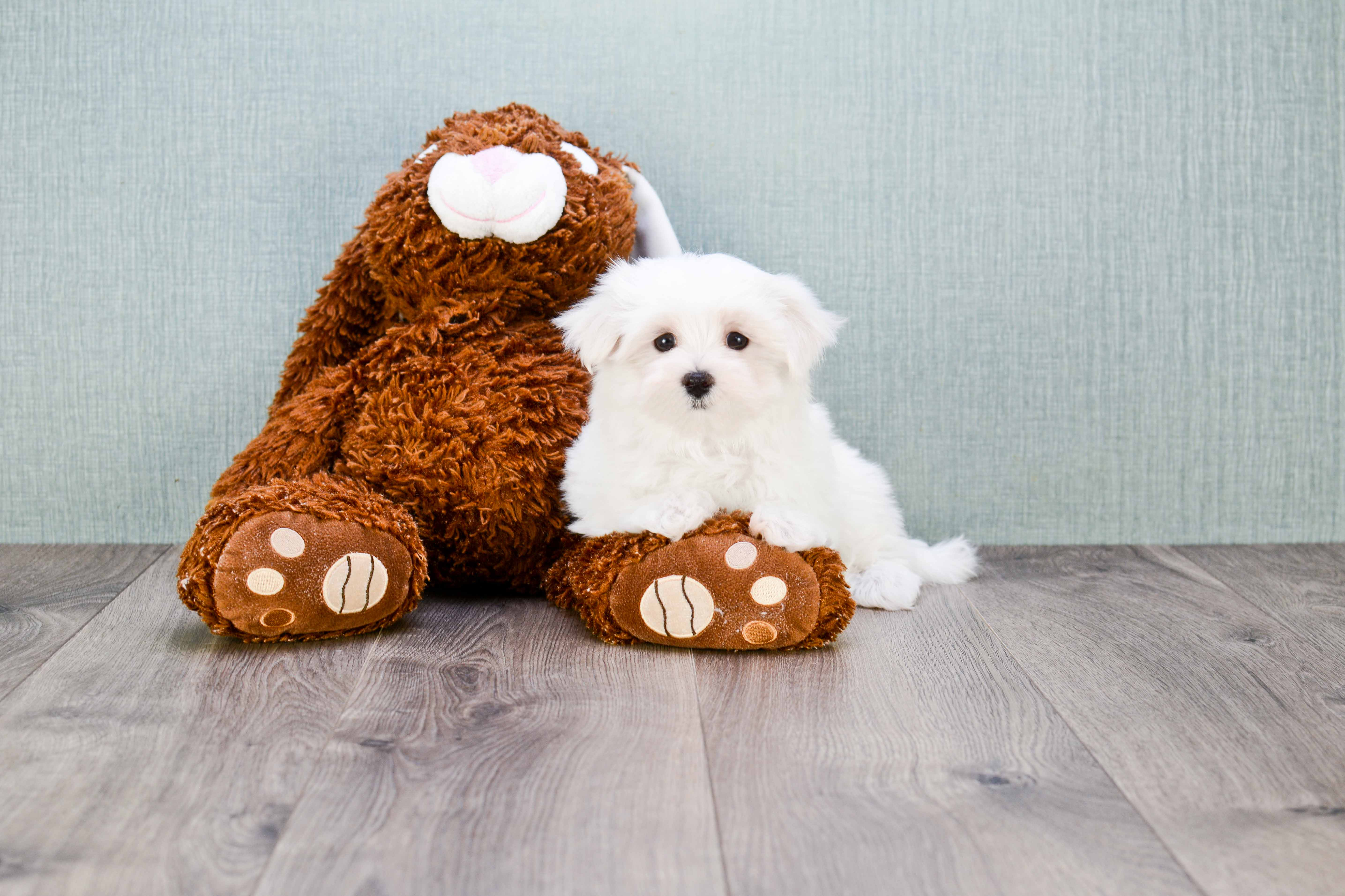 Small Maltese Baby