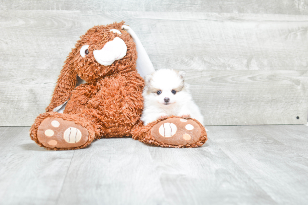 Smart Pomeranian Purebred Puppy