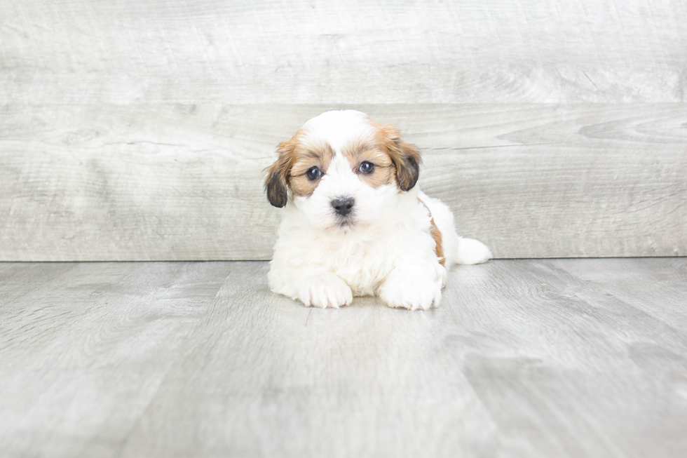 Teddy Bear Puppy for Adoption