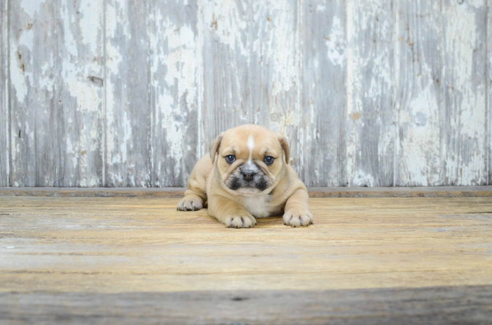 English Bulldog Pup Being Cute