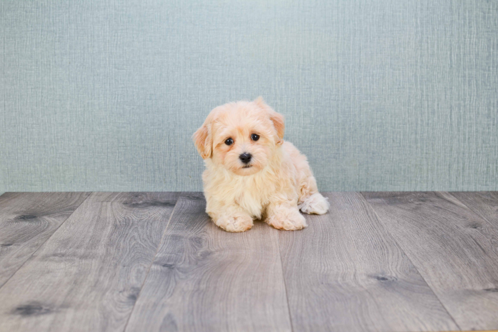 Best Maltipoo Baby