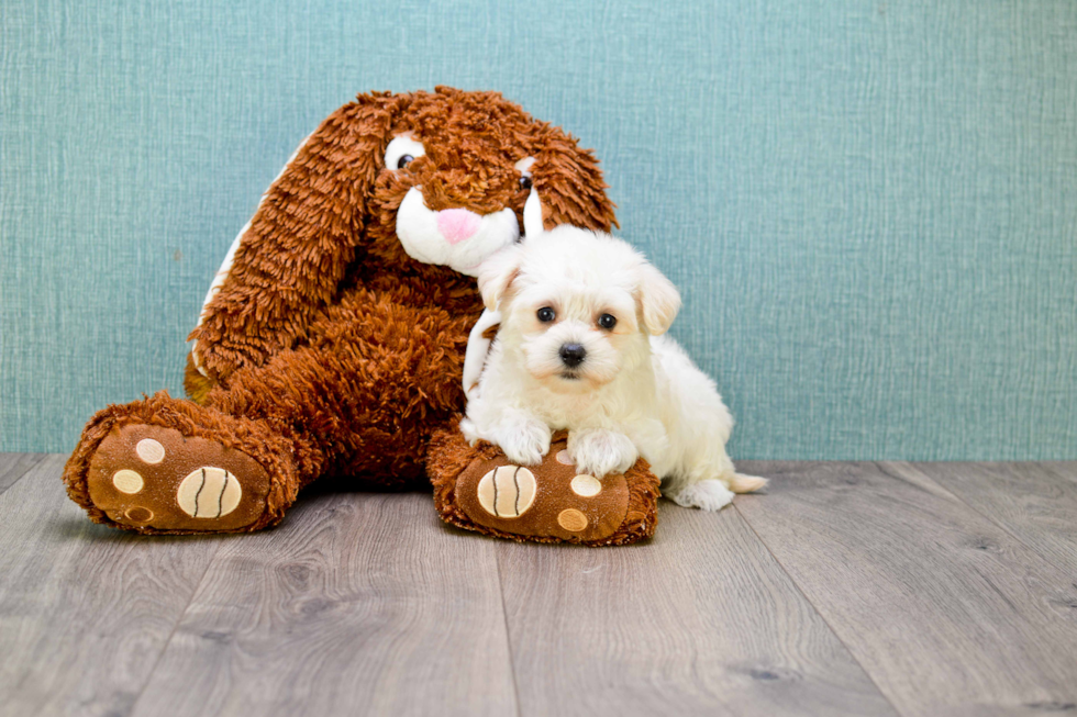 Maltipoo Puppy for Adoption