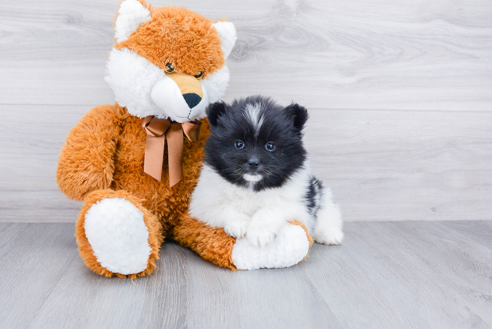 Funny Pomsky Designer Pup