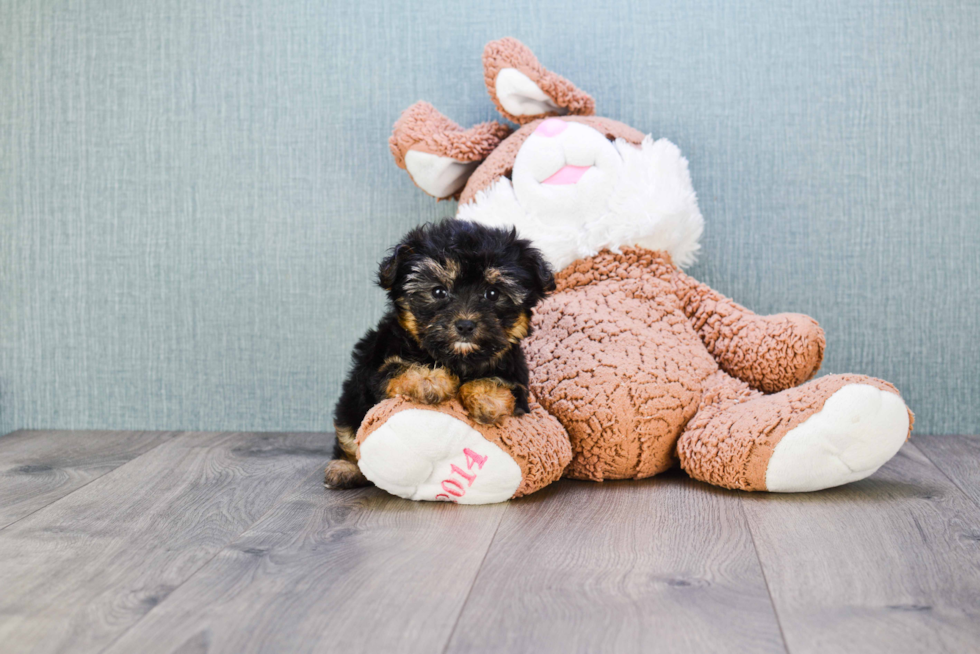 Morkie Pup Being Cute