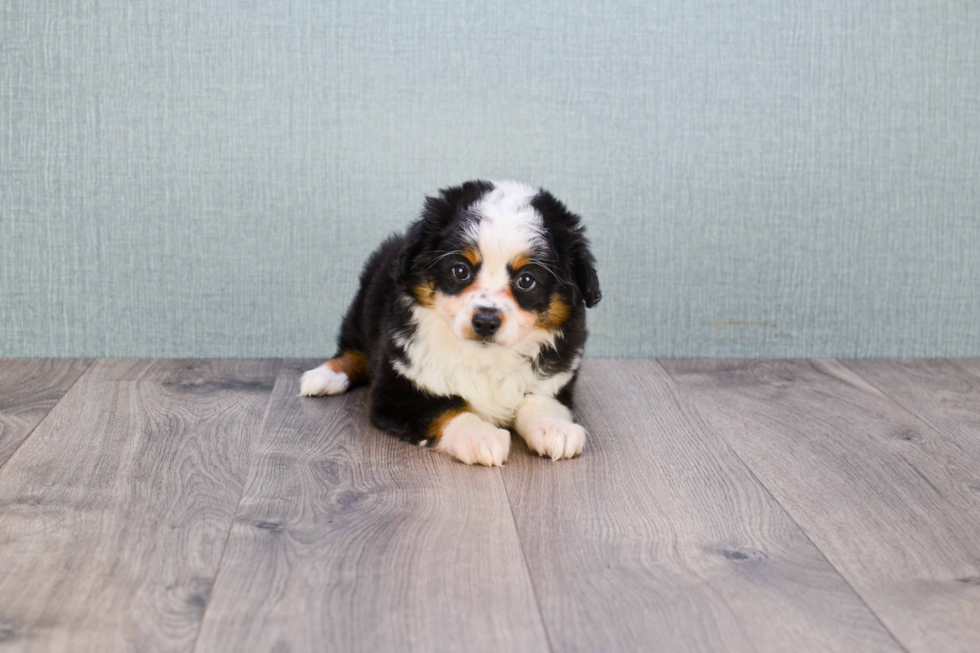 Small Mini Aussiedoodle Baby