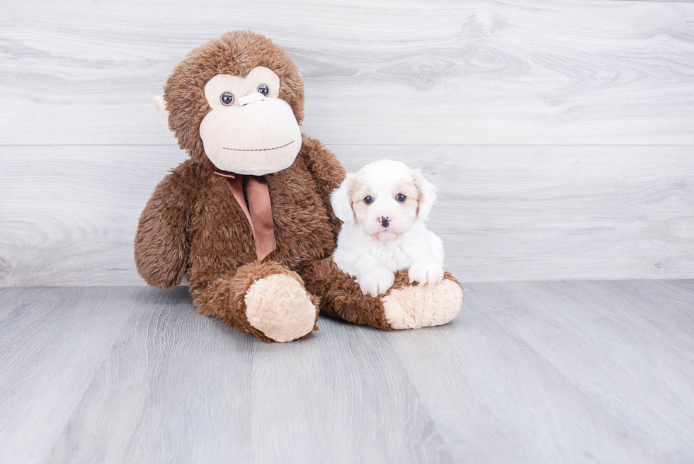 Cavachon Pup Being Cute