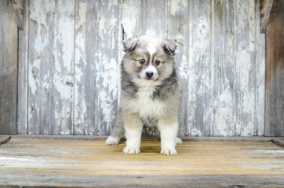 Fluffy Pomsky Designer Pup