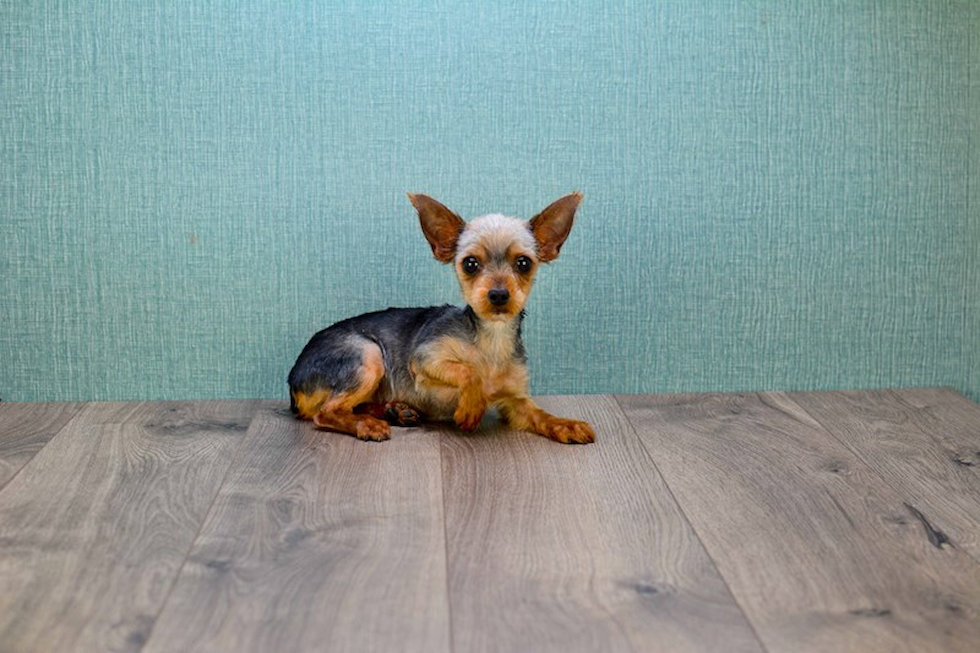 Meet Hannah - our Yorkshire Terrier Puppy Photo 