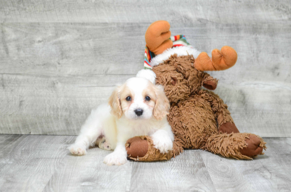 Fluffy Cavapoo Poodle Mix Pup