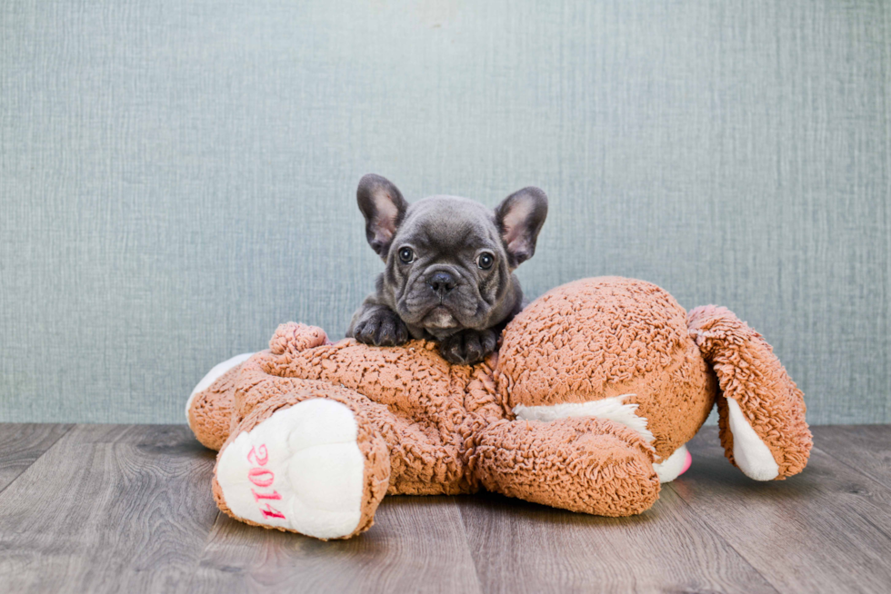 Best French Bulldog Baby